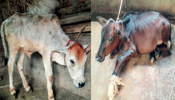 নবাবগঞ্জে লাম্পি স্কিন রোগের প্রাদুর্ভাব: দুশ্চিন্তায় কৃষক