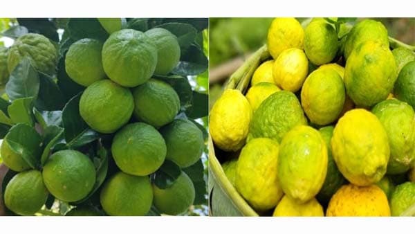 জুড়ীতে আদালেবু চাষে অর্থনৈতিক সমৃদ্ধির নতুন দিগন্ত