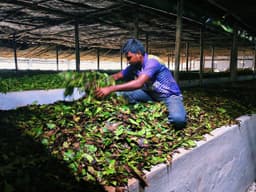 মৌলভীবাজারে বিদ্যুৎ সংকটে চা শিল্পে বিপর্যয়