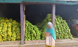 কালিয়াকৈরে রাসায়নিক ব্যবহার করে কলা পাকানোর অভিযোগ