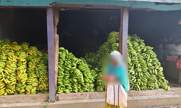 কালিয়াকৈরে রাসায়নিক ব্যবহার করে কলা পাকানোর অভিযোগ