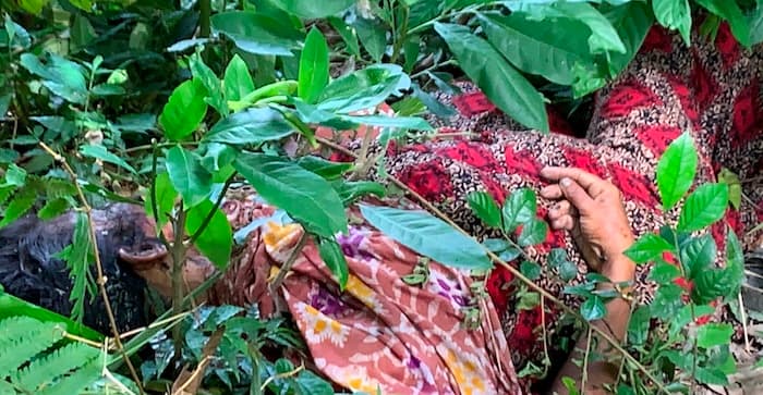 দেবীদ্বারে গহীন জঙ্গল থেকে নিখোঁজ নারীর লাশ উদ্ধার