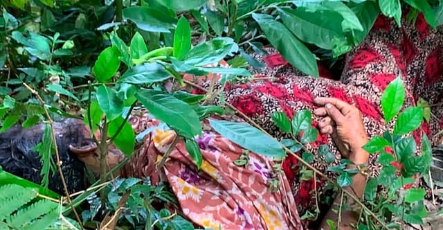 দেবীদ্বারে গহীন জঙ্গল থেকে নিখোঁজ নারীর লাশ উদ্ধার