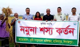 হিলিতে ব্রি ধান ১০১ চাষে নতুন সম্ভাবনার দ্বার