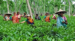 বাজেট অনুমোদন হলেও চা বাগানে নেই স্বস্তির ছোঁয়া