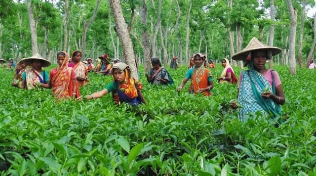 বাজেট অনুমোদন হলেও চা বাগানে নেই স্বস্তির ছোঁয়া