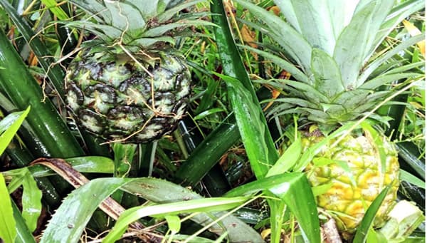 শ্রীমঙ্গলে ফিলিপাইন এমডি-২ আনারস চাষে কৃষকদের অভূতপূর্ব সাফল্য