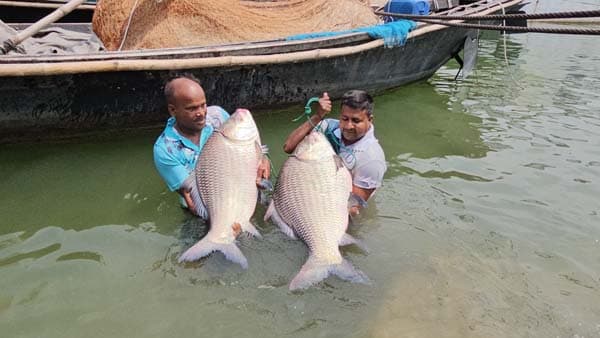 পদ্মায় জেলের জালে ধরা পড়ল দুই দানবাকৃতির কাতল, ৮৬ হাজারে বিক্রি