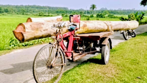 বিরামপুরে অনুমতি ছাড়াই ইউক্যালিপটাস কাটায় ক্ষুব্ধ স্থানীয় বাসিন্দারা