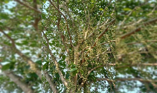 শ্রীমঙ্গলে পাহাড়ে লটকন চাষে সফল আতর