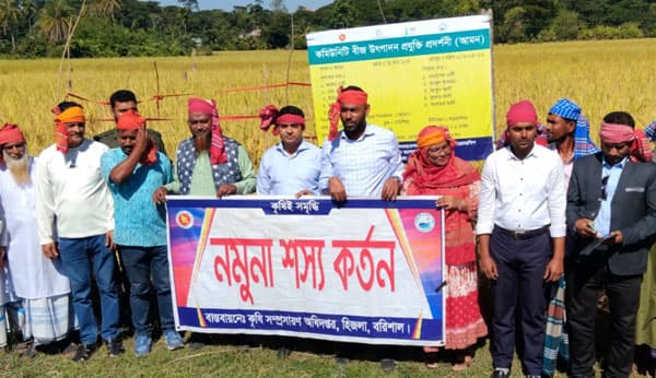 হিজলায় ব্রি-ধান ১০৩ জাতের নমুনা শস্য কর্তন অনুষ্ঠিত 