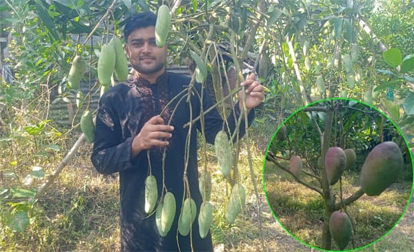 করোনা সংকট থেকে উদ্যোক্তা: বরিশালের সাকিনের ফলবাগানে সফলতার গল্প