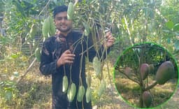করোনা সংকট থেকে উদ্যোক্তা: বরিশালের সাকিনের ফলবাগানে সফলতার গল্প