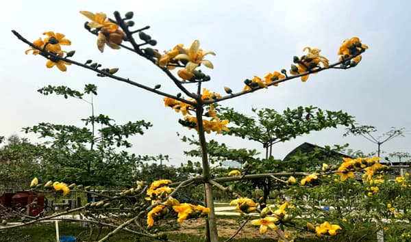 মৌলভীবাজারে লালের মাঝে ব্যতিক্রম, ফুটেছে দুষ্প্রাপ্য হলুদ শিমুল