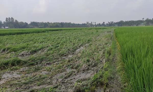 ভূরুঙ্গামারীতে ৮ বিঘা রোপা আমন ধানের ক্ষতি সাধন