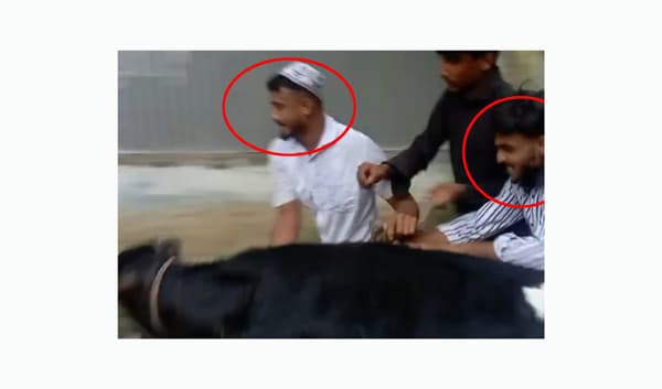 নুরাল পাগলার দরবার থেকে গরু নিয়ে যাওয়া যুবক গ্রেফতার