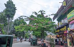 শ্রীমঙ্গলে ফুটেছে দুর্লভ ক্যাসিয়া জাভানিকা ফুল, ছড়াচ্ছে মুগ্ধতা 