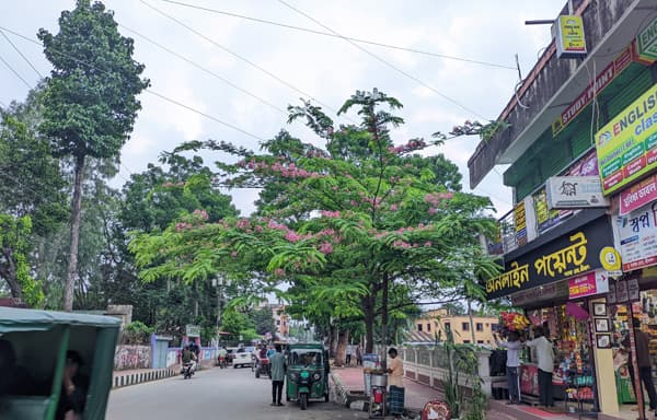 শ্রীমঙ্গলে ফুটেছে দুর্লভ ক্যাসিয়া জাভানিকা ফুল, ছড়াচ্ছে মুগ্ধতা 