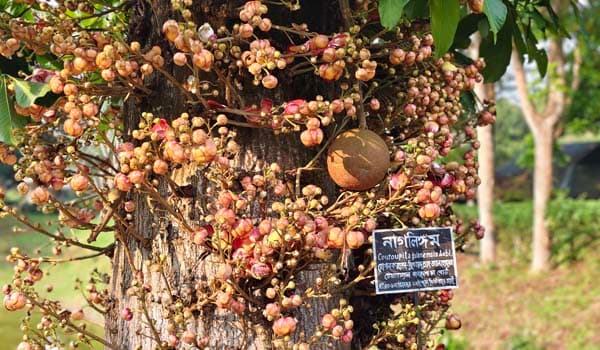 শ্রীমঙ্গলে ফুলে-ফলে সুশোভিত বিরল নাগলিঙ্গম গাছ, মুগ্ধ দর্শনার্থীরা