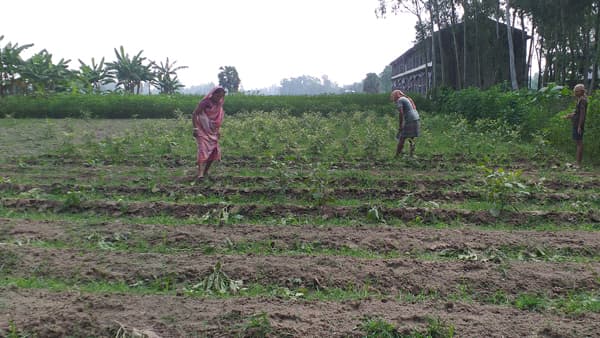 পাঁচবিবিতে বেগুনের চারা কিনে বিপাকে কৃষক, ২৫ হাজার টাকা ক্ষতি