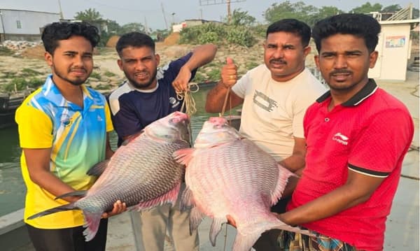 পদ্মার দুই কাতল নিলামে বিক্রি ৯১ হাজারে 