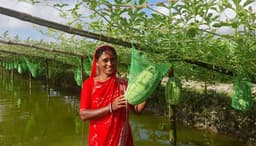 ডুমুরিয়ায় তরমুজের বাম্পার ফলন, মুখে হাসি বিপাশা গাইনের