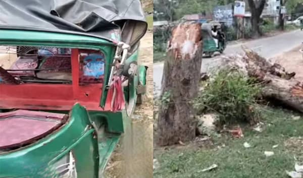 বড়লেখায় চলন্ত অটোরিকশায় গাছ পড়ে নারীর মৃত্যু, স্বামী হাসপাতালে