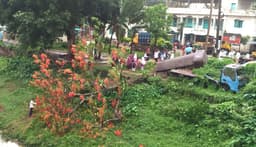 ঝড়ে ভেঙে পড়ল গোপালপুরের ঐতিহ্যবাহী কৃষ্ণচূড়া গাছ