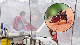 ডেঙ্গুর দাপট থামছেই না, ২৪ ঘন্টায় মৃত্যু ৯ আক্রান্ত ১০৪২