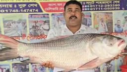 পদ্মায় ধরা বিশাল কাতল বিক্রি সাতাশ হাজার