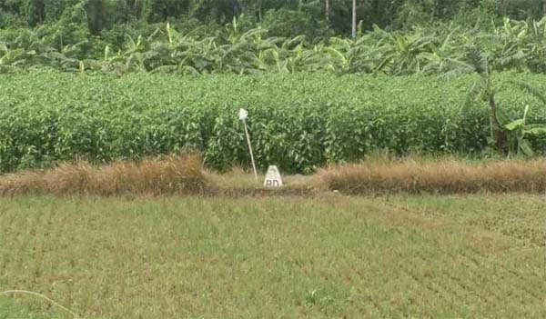 দর্শনা সীমান্তে বিএসএফের পুশইন ব্যর্থ করল বিজিবি