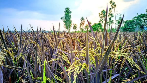 মৌলভীবাজারে হাইব্রিড আবাদে ঝুঁকছেন কৃষকরা, হারিয়ে যাচ্ছে দেশীয় ধান