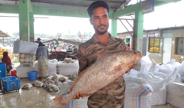 গভীর সমুদ্রে জেলের জালে কালো দাতিনা, ৪০ হাজারে বিক্রি