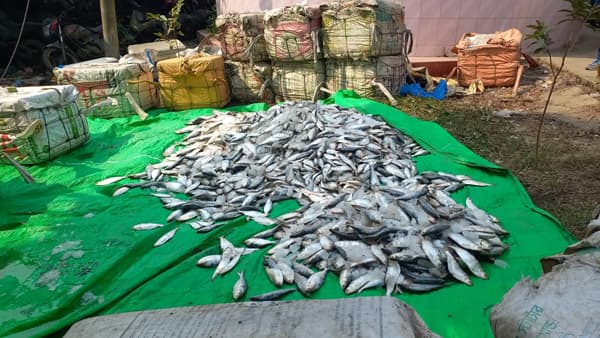 নোয়াখালীতে ডিবি'র খাঁচায় ২৫০০ কেজি জাটকা ইলিশ, আটক ৬ 