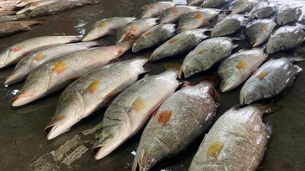 কুয়াকাটায় জেলের জালে বিপুল কোরাল মাছ, ১ লাখ ৭১ হাজারে বিক্রি 