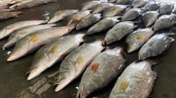 কুয়াকাটায় জেলের জালে বিপুল কোরাল মাছ, ১ লাখ ৭১ হাজারে বিক্রি 