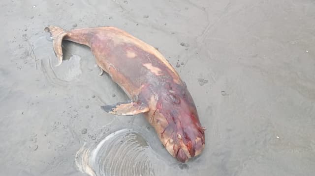 কুয়াকাটা সৈকতে ভেসে এলো মৃত ইরাবতী ডলফিন