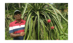 ড্রাগন চাষে মৌলভীবাজারে কৃষির নতুন ইতিহাস