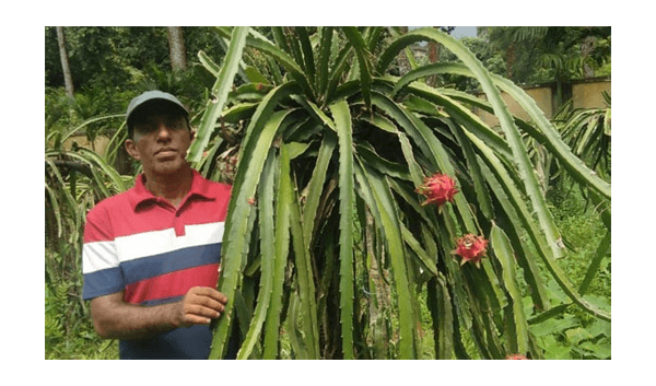 ড্রাগন চাষে মৌলভীবাজারে কৃষির নতুন ইতিহাস