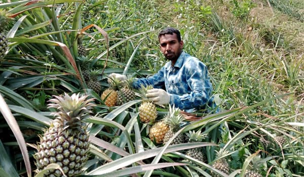 ‘হানিকুইন’ আনারস চাষে বাজিমাত তরুন আতর আলীর