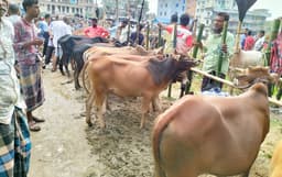 মৌলভীবাজারে পশুর চেয়ে বেশি চাহিদা, বিক্রি কম