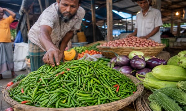 অতিবৃষ্টিতে সরাইলে কাঁচা মরিচের দাম ছুঁলো চারশ টাকা