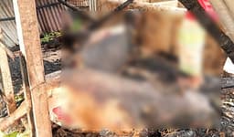 মশার কয়েলে গরু পুড়ে ছাই, কৃষকের স্বপ্ন ভস্মীভূত