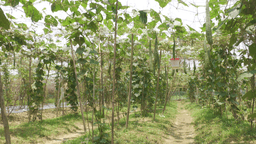 বড়লেখায় ঝিঙে চাষে স্বাবলম্বী চাষিরা