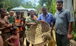 শ্রীমঙ্গলে একইদিনে দাঁড়াশ, তক্ষক ও লজ্জাবতী বানর উদ্ধার