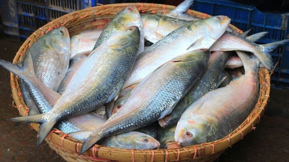 দুর্গাপূজার জন্য ভারতে আবারো ইলিশ রপ্তানি শুরু