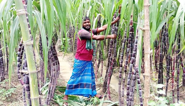 শখের আখচাষে ভাগ্য বদল: পাঁচবিবির অবসরপ্রাপ্ত সেনার সফলতা