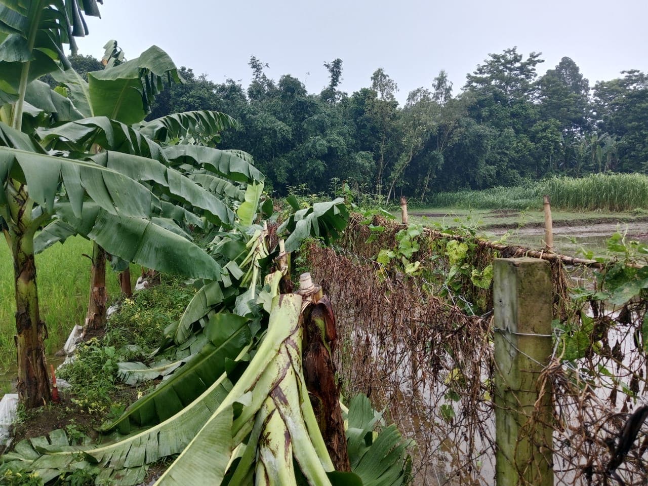 গোপালপুরে কলাবাগান কেটে নিঃস্ব কৃষক, এলাকাজুড়ে ক্ষোভ