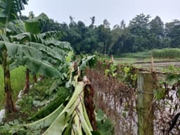 গোপালপুরে কলাবাগান কেটে নিঃস্ব কৃষক, এলাকাজুড়ে ক্ষোভ