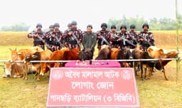 পানছড়ি সীমান্তে বিজিবির অভিযানে ১১ ভারতীয় গরু আটক